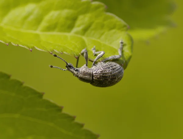 Серый жук на листе — стоковое фото
