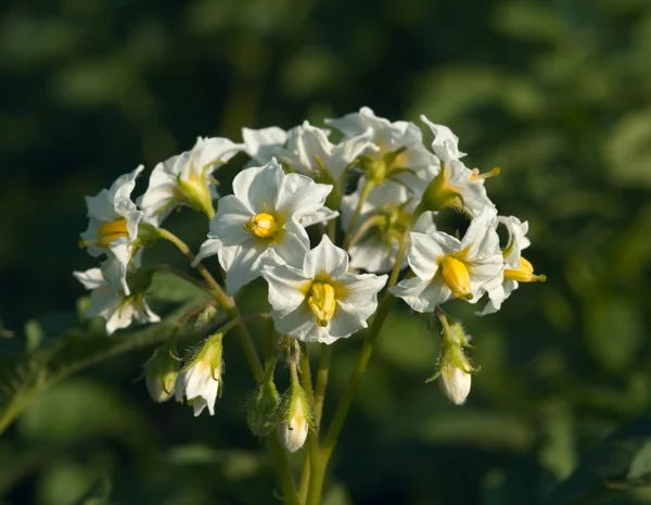 Fehér virágok, a burgonya — Stock Fotó