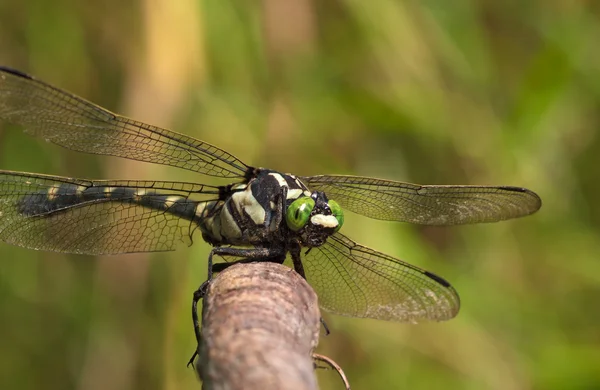 Large dragonfly with green eyes — Stock Photo, Image