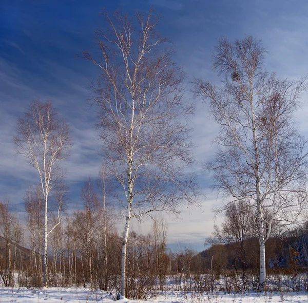 Paesaggio invernale con betulle — Foto Stock