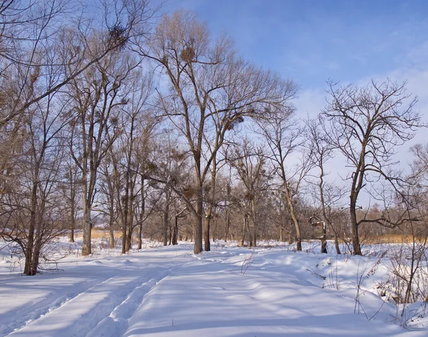 Drewno krajobraz zimowy — Zdjęcie stockowe