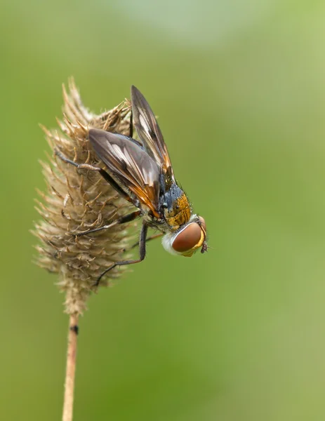 Большая муха — стоковое фото