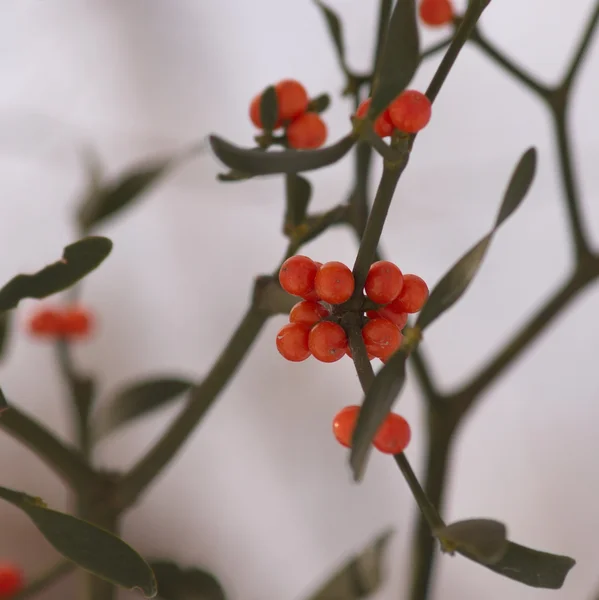 Branch Maretak met bessen in de winter — Stockfoto