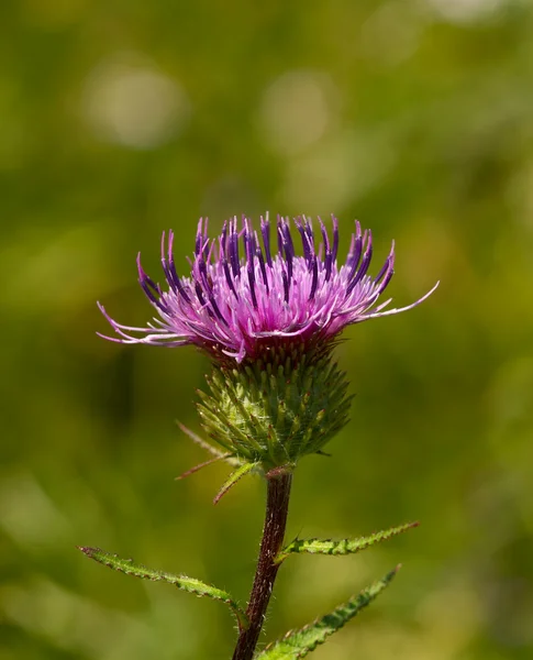 Violette Blume einer Klette — Stockfoto