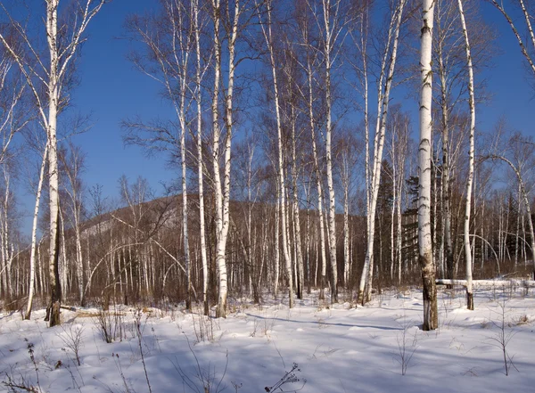 Huş ağacı ahşap kış — Stok fotoğraf