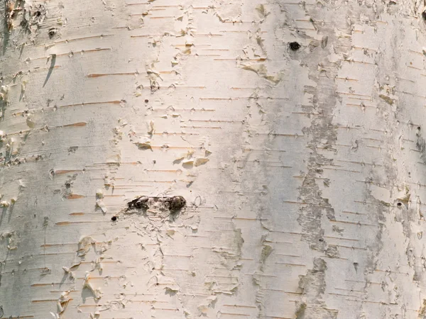 シルバー バーチ樹皮から背景 — ストック写真