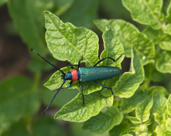 Il brillante insetto blu su sfondo verde — Foto Stock