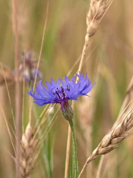 Violet blue en blomma — Stockfoto