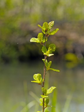 Ela grove Bahar Dalı