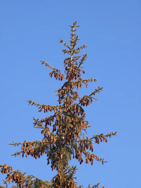 Вершина мехового дерева с шишками — стоковое фото