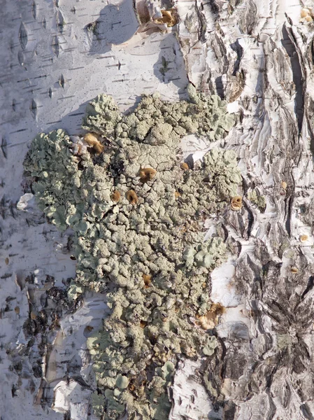 シルバー バーチ樹皮から背景 — ストック写真