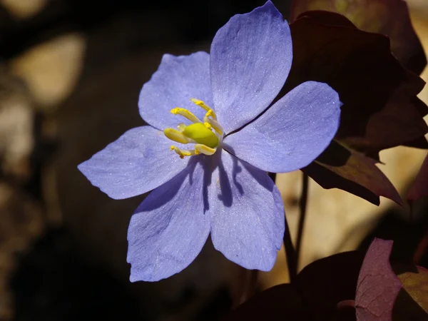 Blau eine Blume — Stockfoto