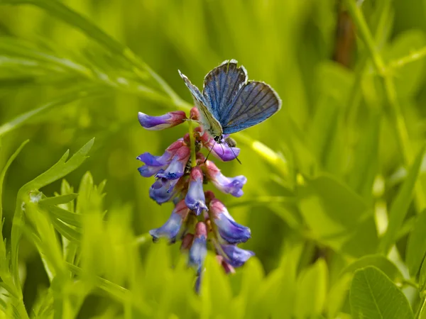 La pequeña mariposa azul sobre las flores violetas — Foto de Stock