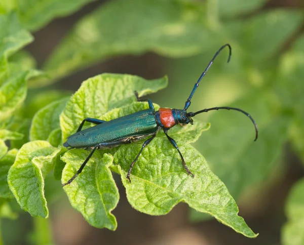 Бригантина синий жук на зеленом фоне — стоковое фото