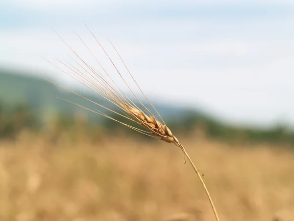 Reife Ähre des Weizens — Stockfoto