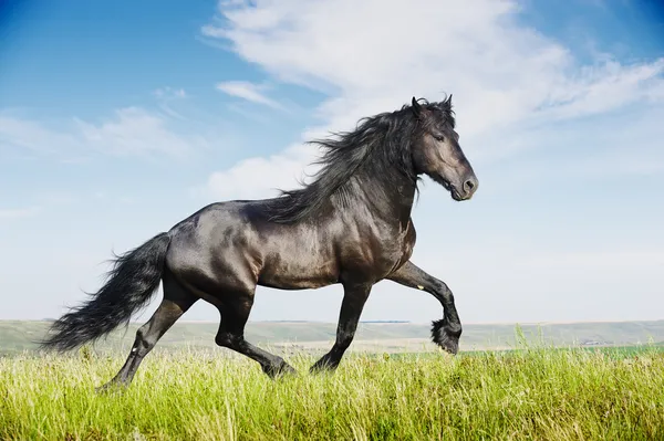 Gyönyörű fekete ló futás ügetés Stock Fotó