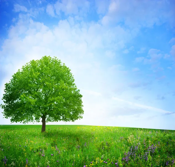 Дерево на зеленом лугу — стоковое фото