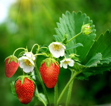 Bush of strawberry clipart