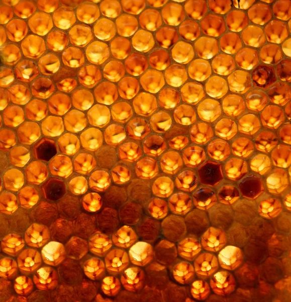 Fondo de panal de abeja —  Fotos de Stock