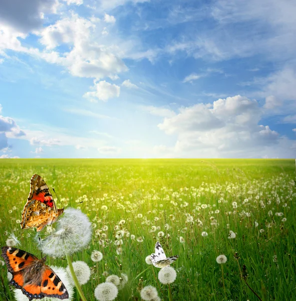 Beautiful landscape with colorful butterflies — Stock Photo, Image