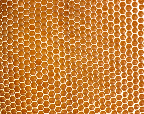 Fundo do favo de mel — Fotografia de Stock