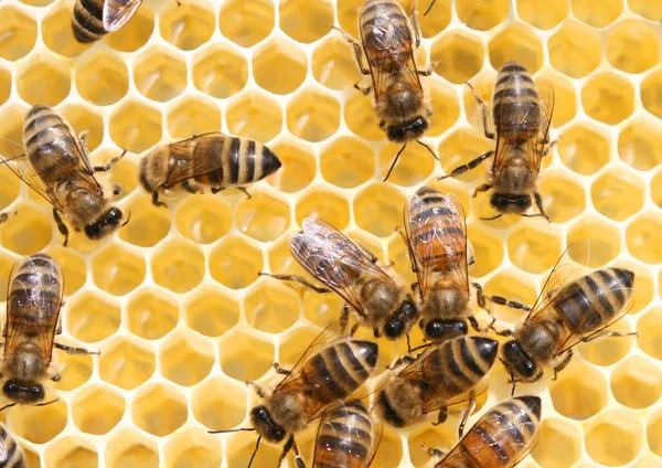 蜂蜜細胞と働き蜂 — ストック写真