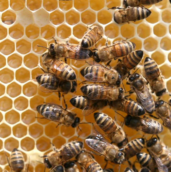 Células de mel e abelhas em funcionamento — Fotografia de Stock