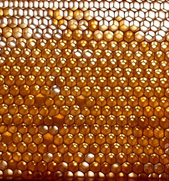 Fondo panal de abeja — Foto de Stock
