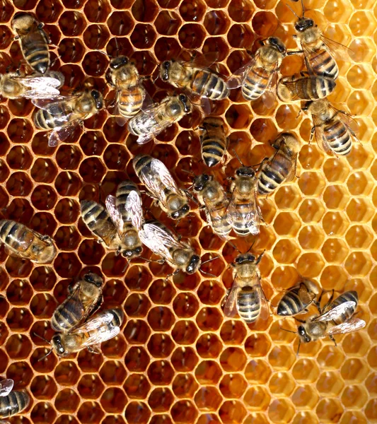 Honigzellen und Arbeitsbienen — Stockfoto