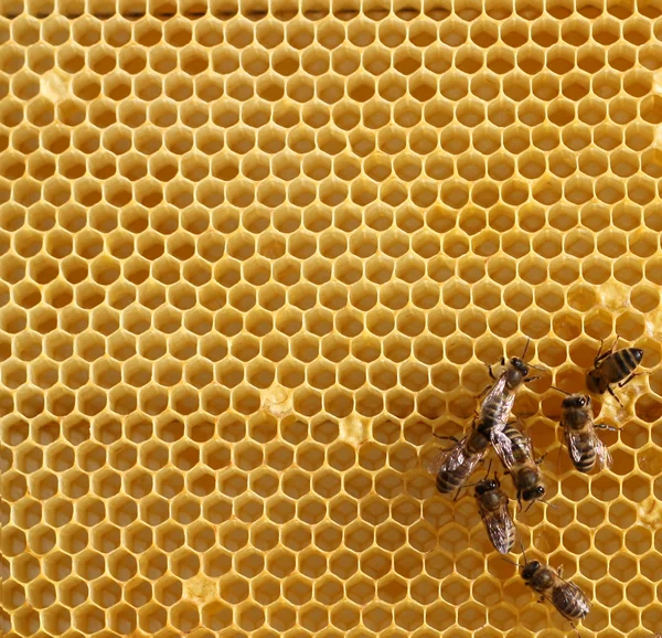 Honung kam och ett bi som arbetar — Stockfoto