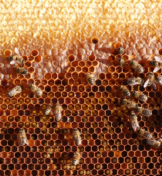 Honigwaben und eine arbeitende Biene — Stockfoto