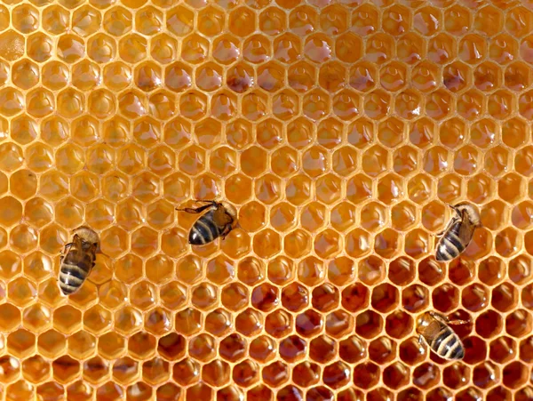 Miód Lipowy i pszczoła pracy — Zdjęcie stockowe