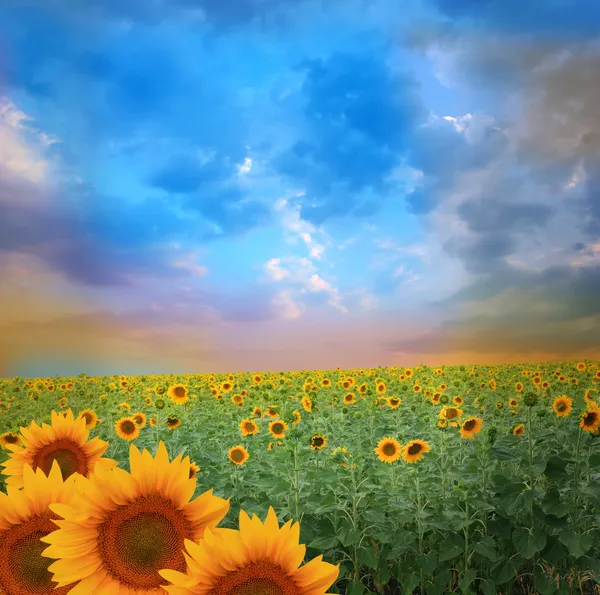 Sunflower field Stock Image
