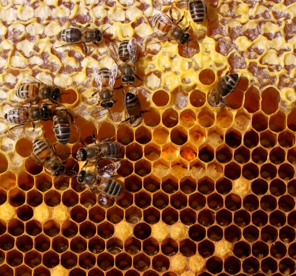 Honey comb and a bee working Royalty Free Stock Photos