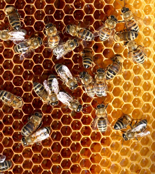 Honey cells and working bees Royalty Free Stock Images