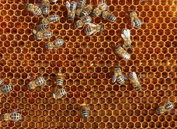 Honey comb and a bee working Stock Picture