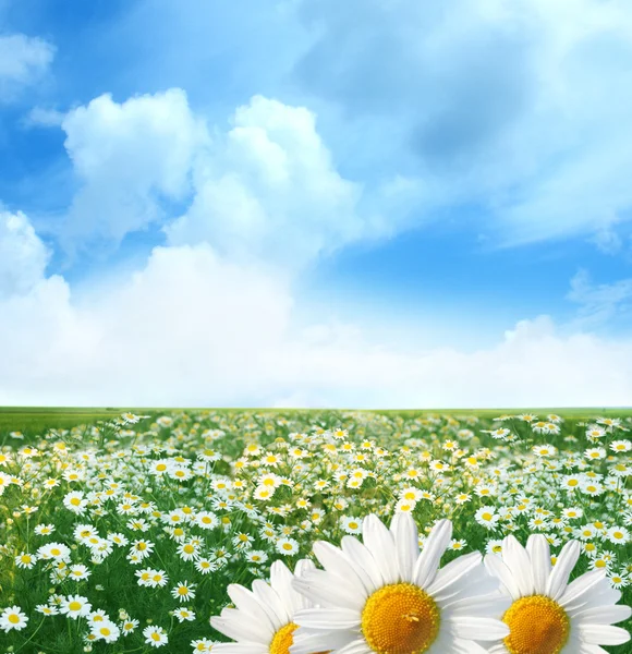 Field of daisies Stock Picture