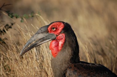 Yeraltı Hornbill (Bucorvus Leadbeateri)