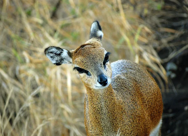 Klippspringare antilop — Stockfoto