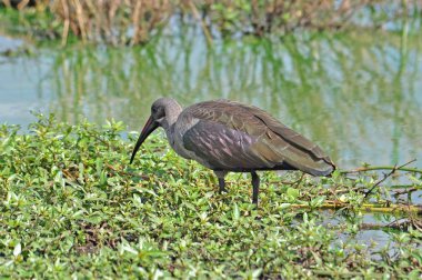 Ibis hadida