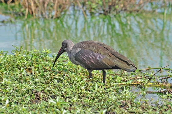 Hromádko ibis — Stock fotografie