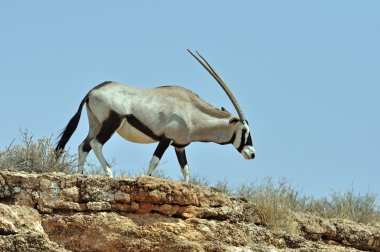 Gemsbok Antelope (Oryx gazella) clipart
