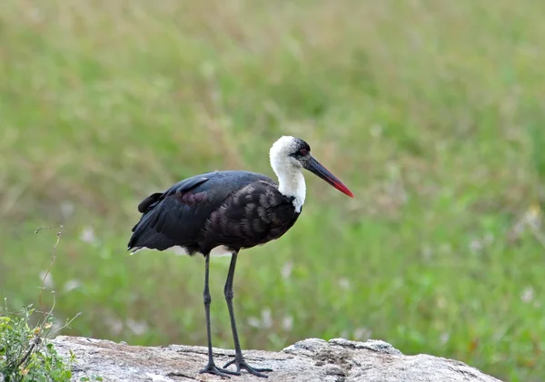 Wooly-necked Stork — Stockfoto