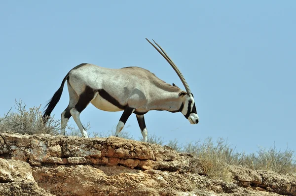 Antílope Gemsbok (Oryx gazella) — Foto de Stock