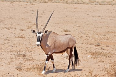 Gemsbok Antelope (Oryx gazella) clipart