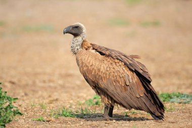 White-backed vulture clipart