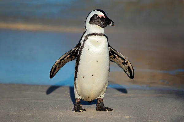 Африканский пингвин — стоковое фото