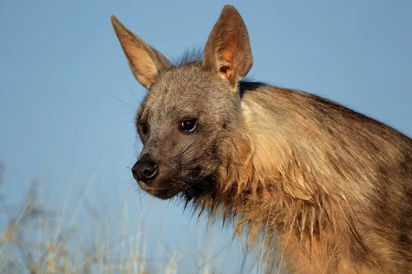 Brown hyena portrait — Stock Photo, Image
