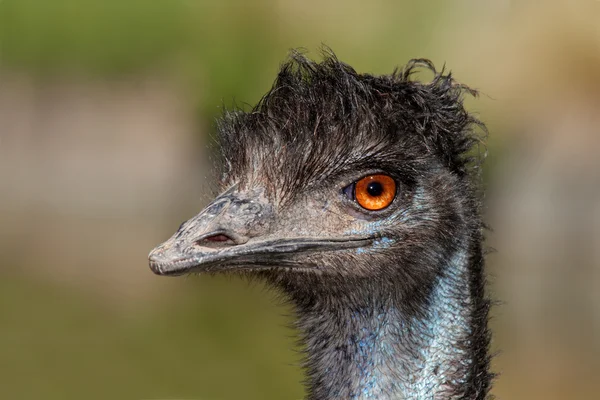 Retrato de Emu — Foto de Stock