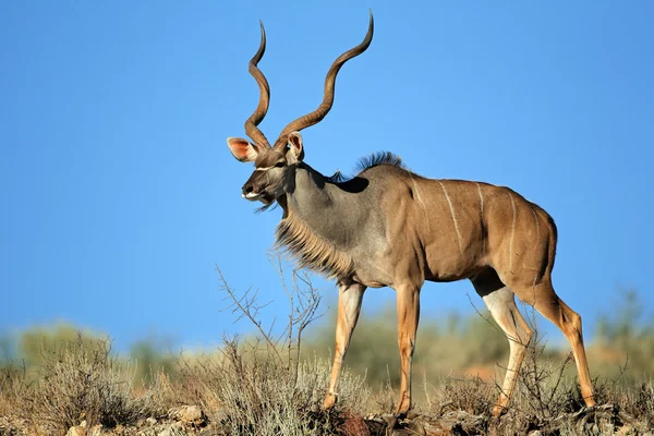 Kudu antelope — Stock Photo, Image